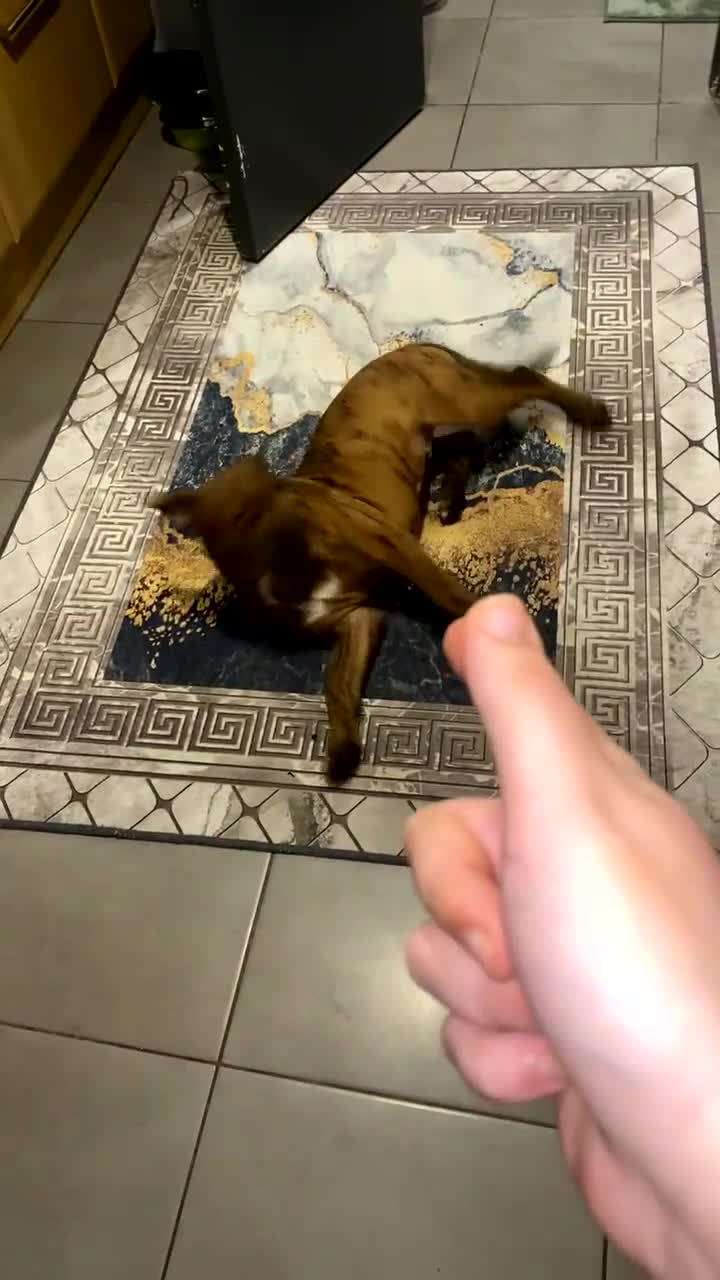 Mixed Breed dogs for sale: Katsu - Video 1