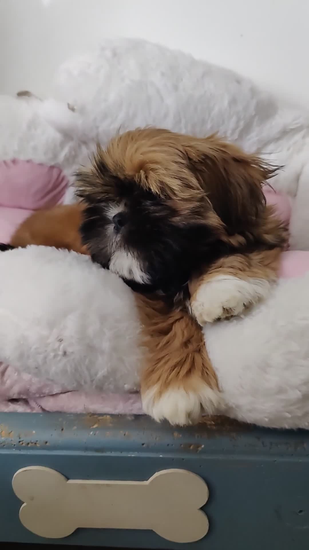 Shih Tzu dogs for sale: Standard Pure breed Shih Tzu  - Video 1