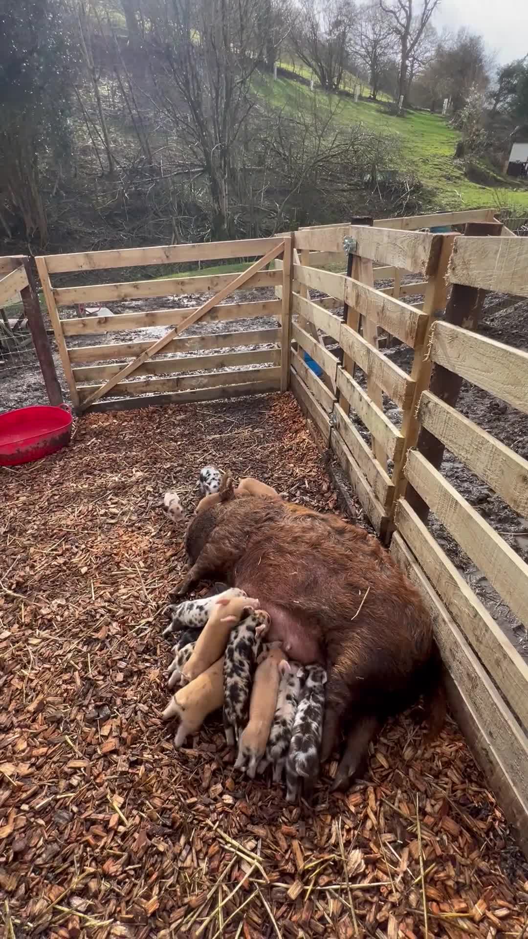 Pig livestock for sale: Kunekune piglets for sale  in Llanfyllin - Video 2