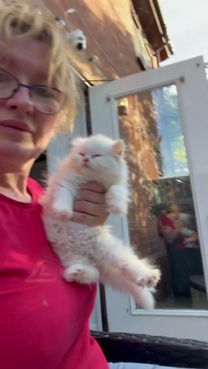 British Longhair cats for sale: Beautiful British Longhair Kittens – Boy & Girl - Video 3