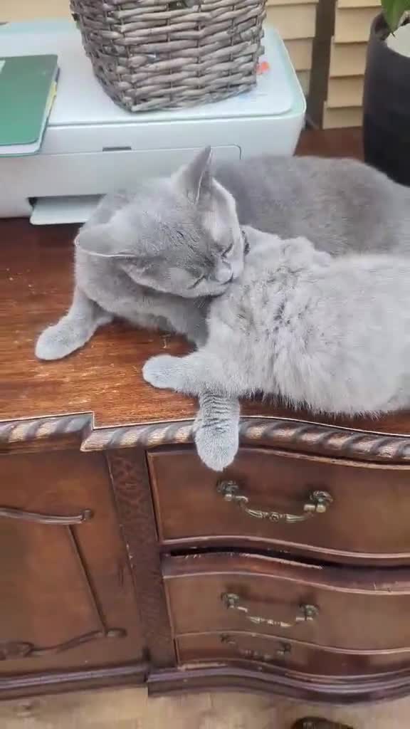 British Shorthair cats for sale: Boy pure BSH - parents champions,perfect for kids  - Video 2