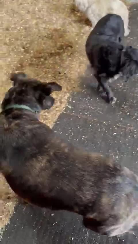 Mixed Breed dogs for adoption: Ember is a 4.5 year old Belgian mali x GSD - Video 1