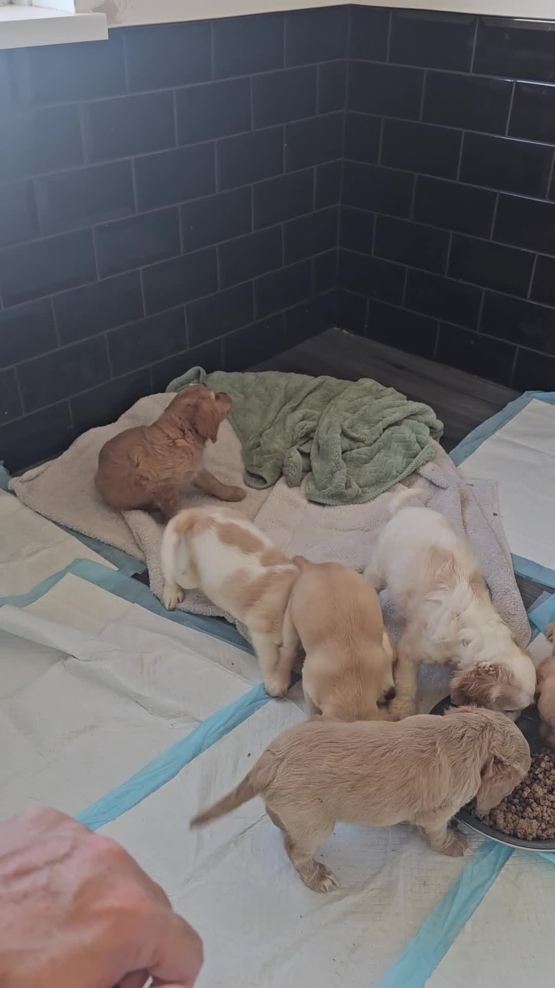 Cockapoo dogs for sale: Cockapoo puppoes - Video 2
