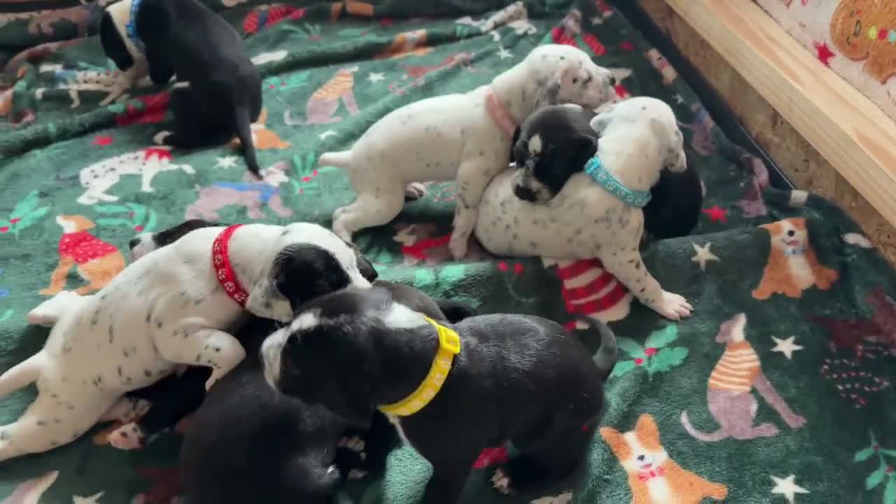 Mixed Breed dogs for sale: Stunning litter of Dalmatian Boxer mix - Video 1