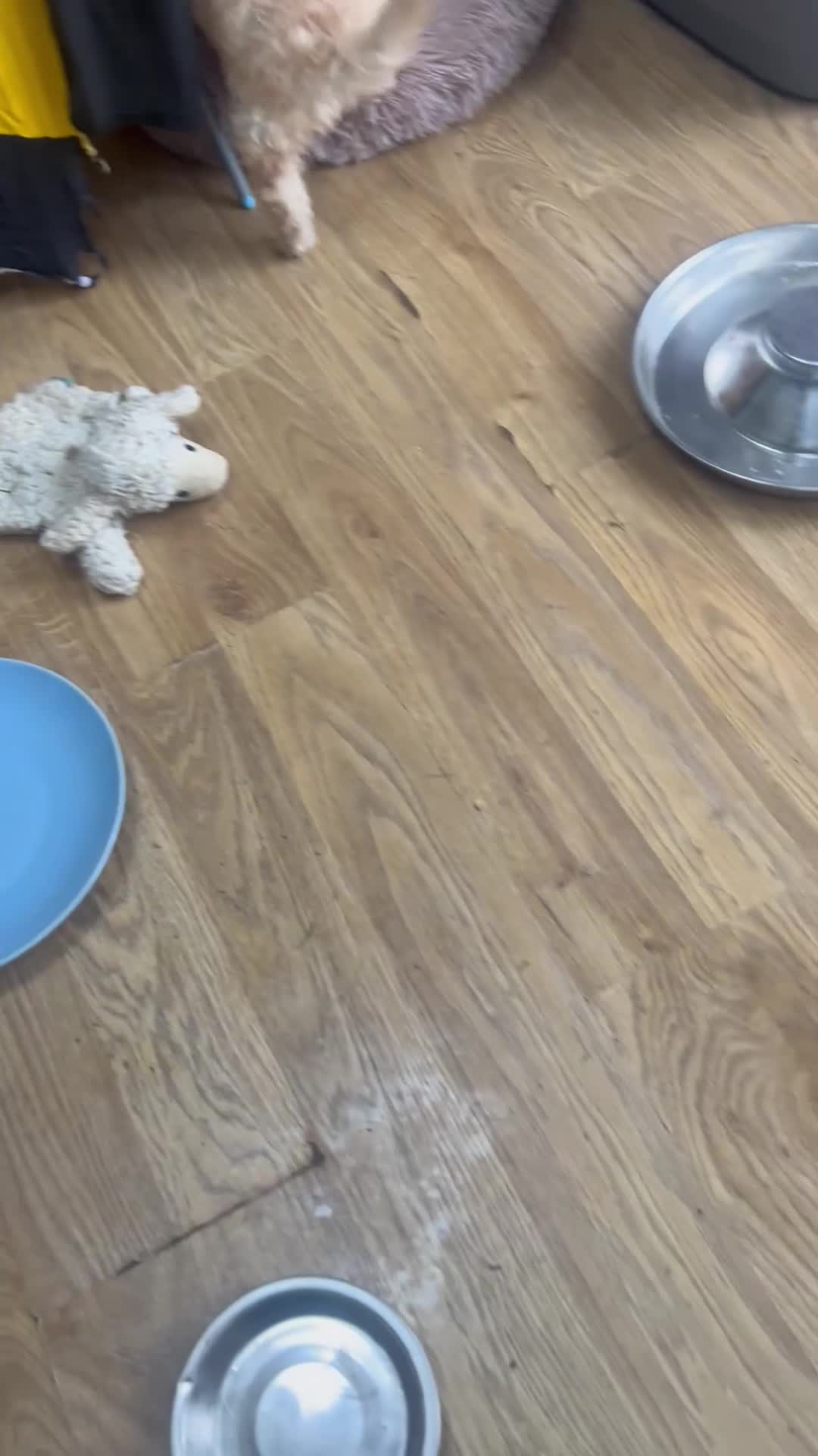 Poodle dogs for sale: Miniature golden puppy - Video 2