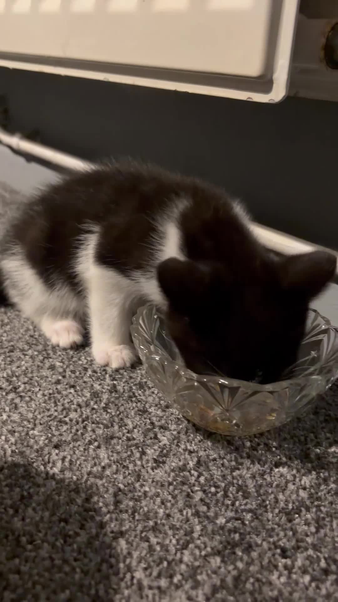 Mixed Breed cats for sale: 2 8 week old kittens and a 5 month old kittens  - Video 1
