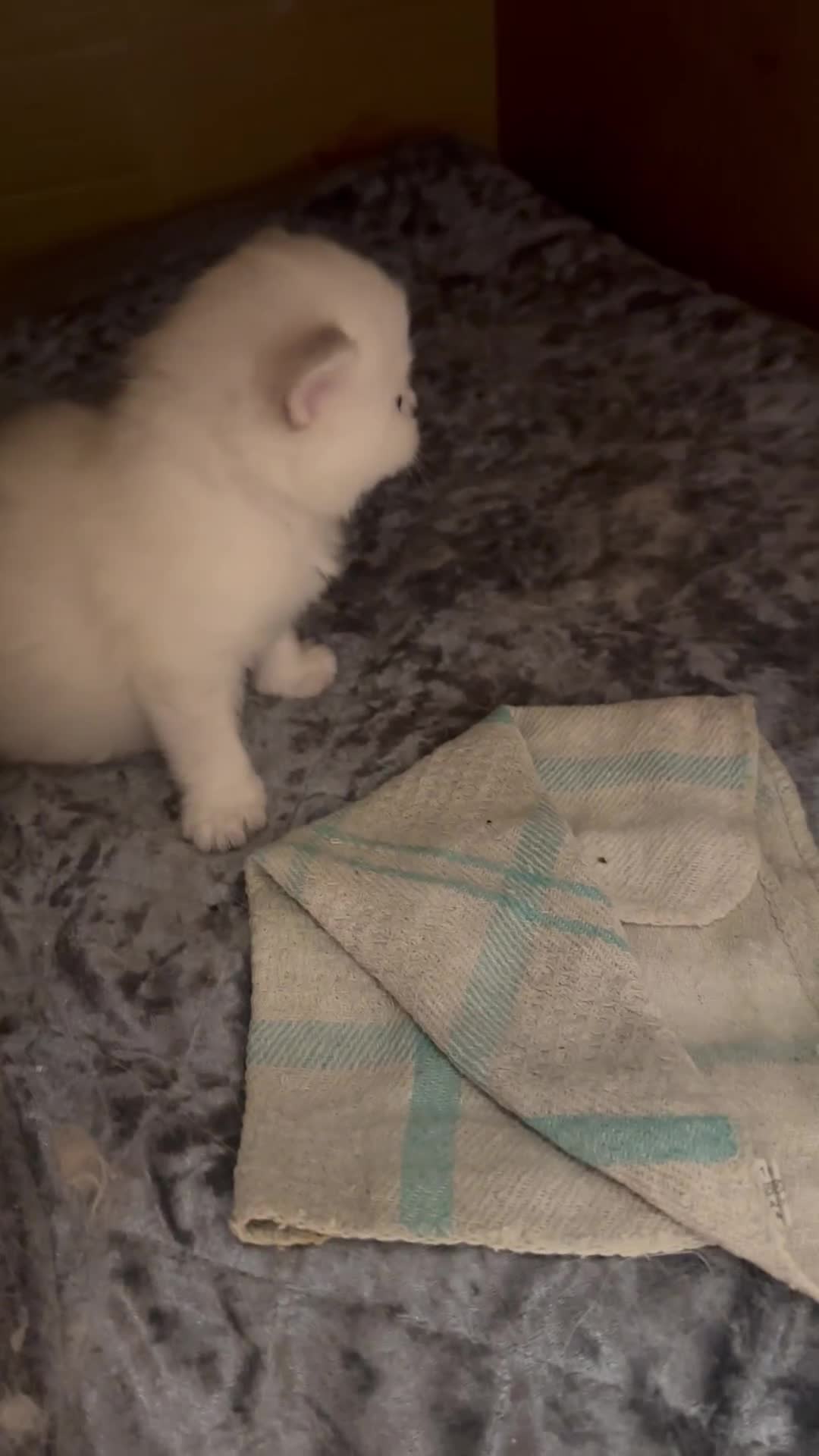Persian cats for sale: 2 stunning pure pedigree Persian chinchilla kitten - Video 1