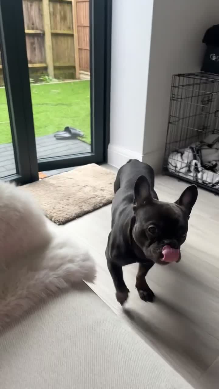 French Bulldog dogs for sale: Beautiful 4 Year Old French Bulldog  - Video 2