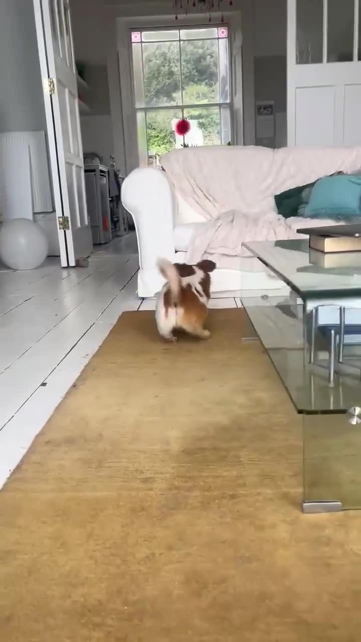 Mixed Breed dogs for adoption: Meatball for adoption in Saint Leonards-on-sea - Video 1