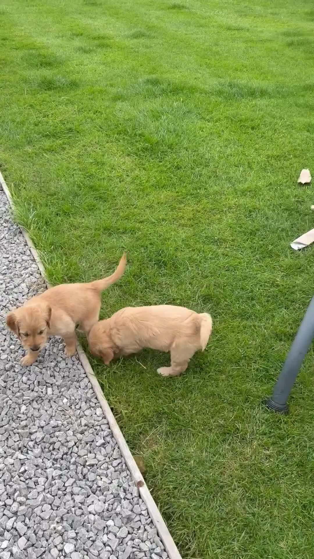 Goldendoodle dogs for sale: Ready to leave this week!! 1 girl left!!!  - Video 1