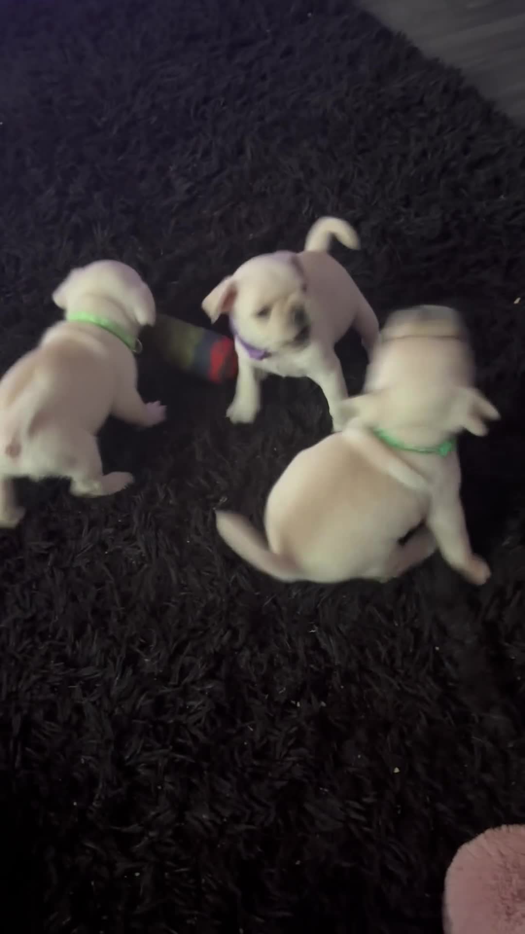 Frug dogs for sale: Frug Puppies For sale - Video 1