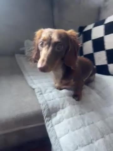Miniature Dachshund dogs for sale: 1 year old miniature dapple long haired dashound in Newhaven - Video 1