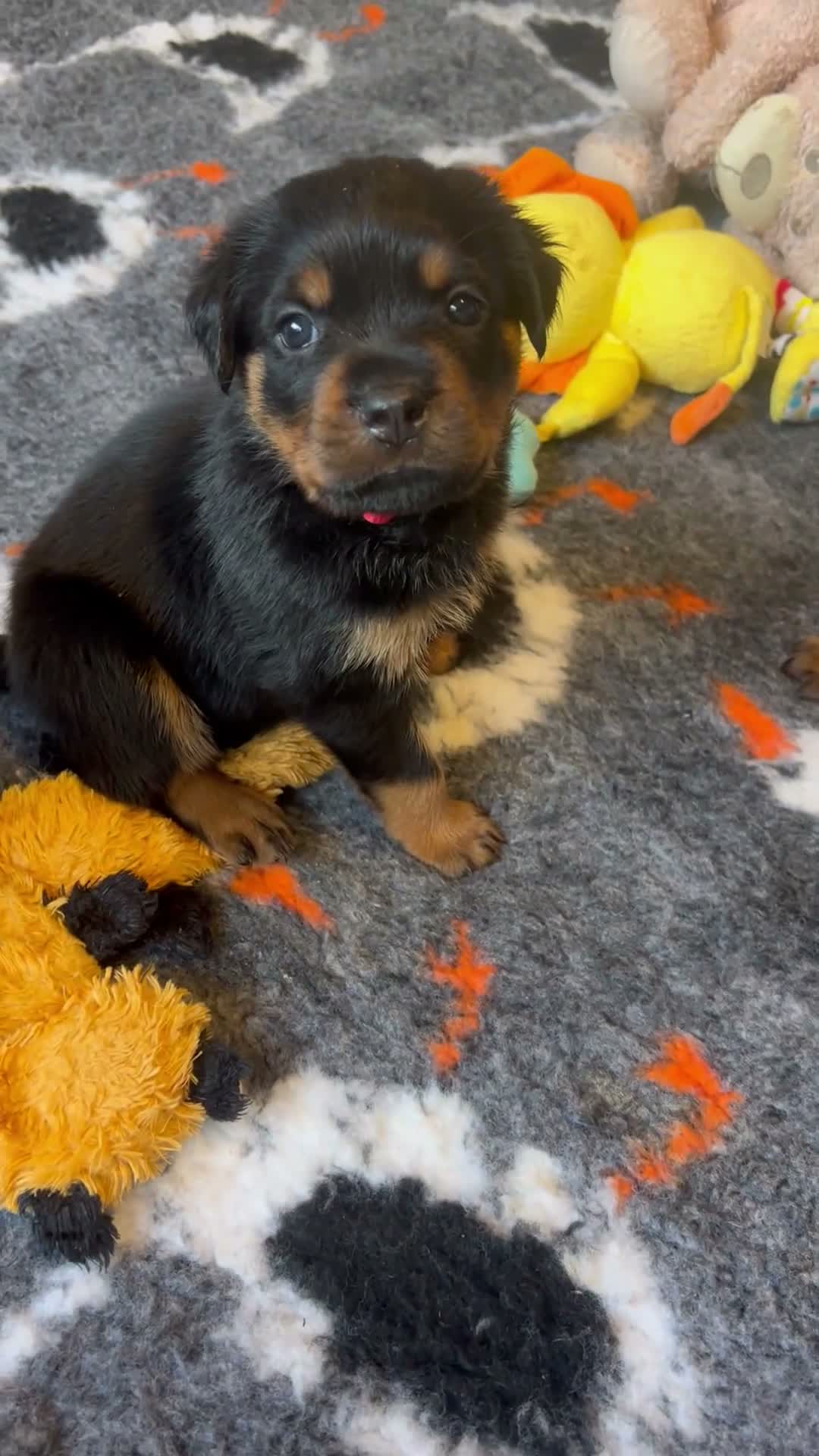 Rottweiler dogs for sale: Health tested Rottweiler puppy’s for sale  - Video 2