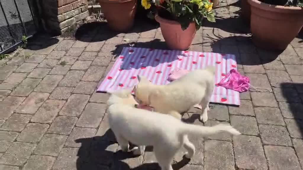 Siberian Husky dogs for sale: 1 white female husky pup 1st & 2nd Vaccines! - Video 5