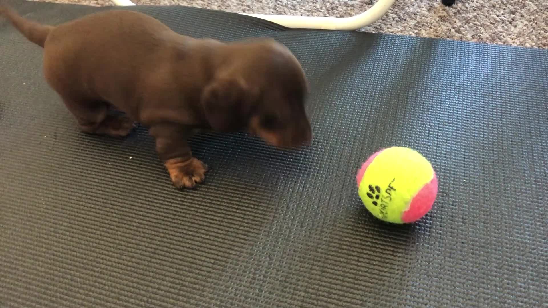 Miniature Dachshund dogs for sale: Miniature Dachshunds for sale - Video 1