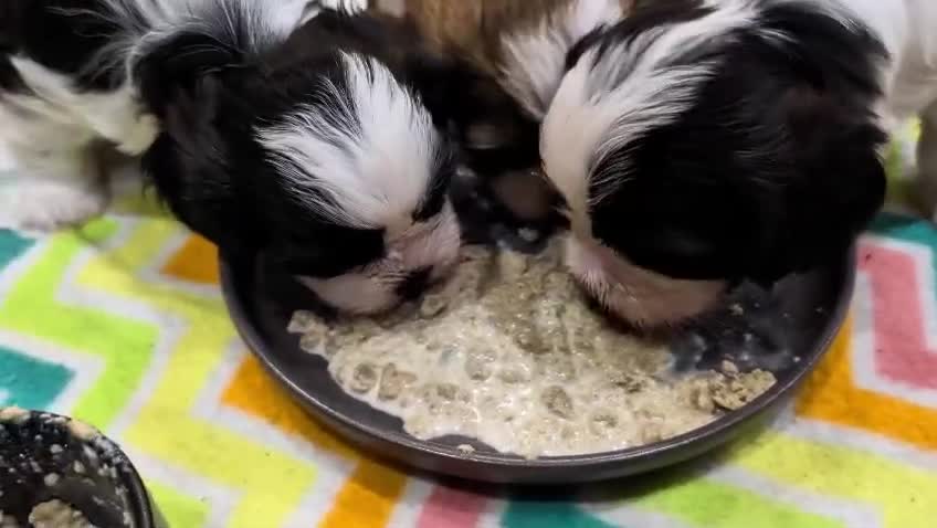 Mixed Breed dogs for sale: Beautiful Cava Tzu (Cavatzu) Puppies 2 Boys 1 Girl - Video 3