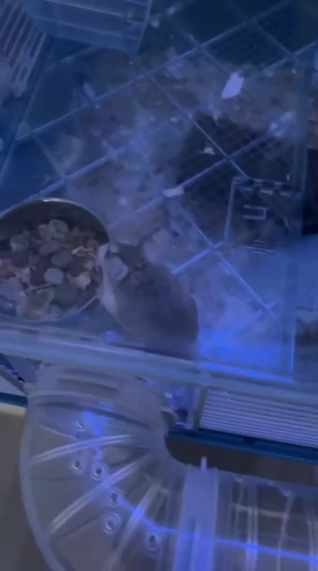Hamster rodents for sale: Male Polish dwarf hamster  - Video 5