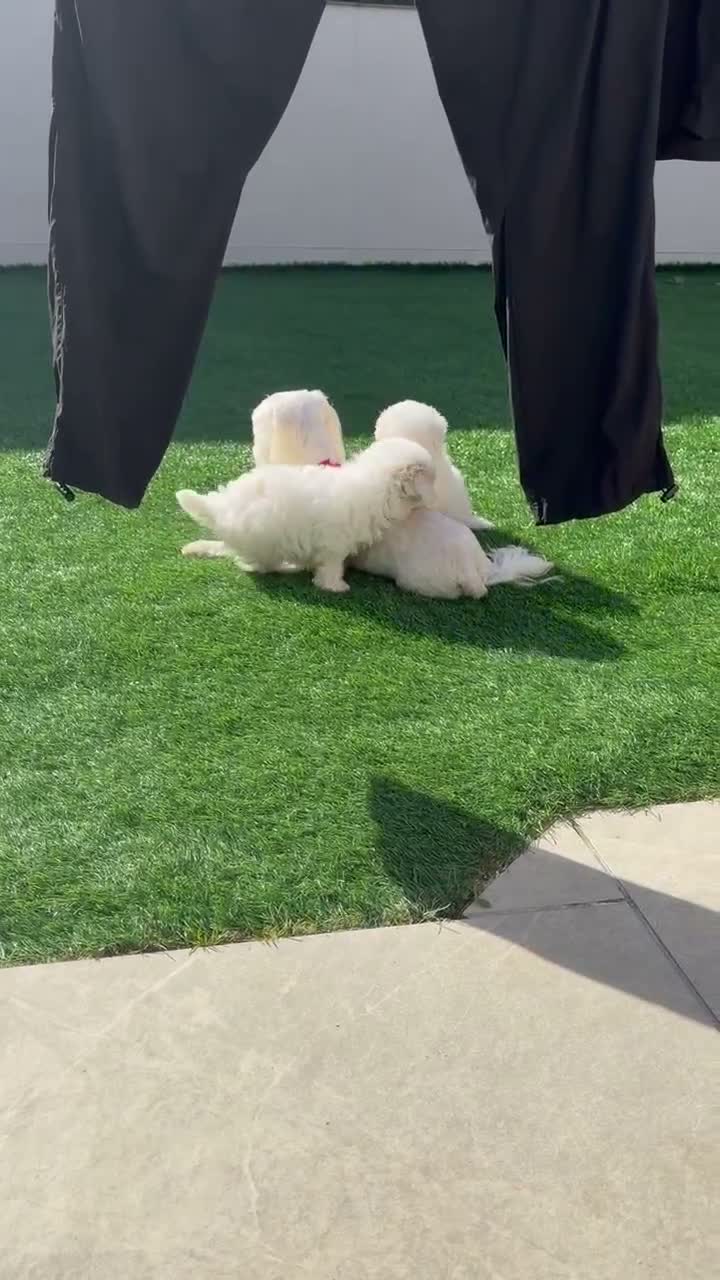 Maltipoo dogs for sale: Maltipoo Puppies  - Video 1