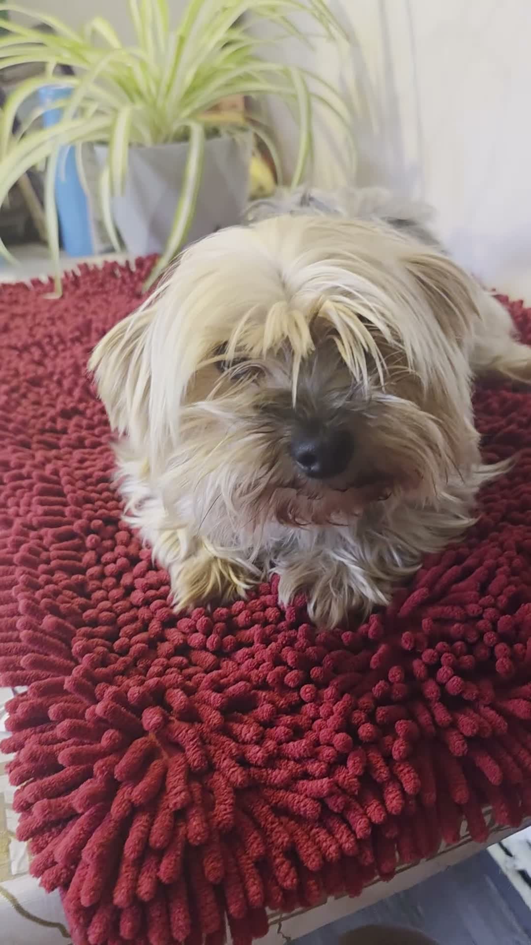 Yorkshire Terrier dogs for sale: Yorkshire Terrier Puppies 3 Girls & 1 Boy in Bolton - Video 1