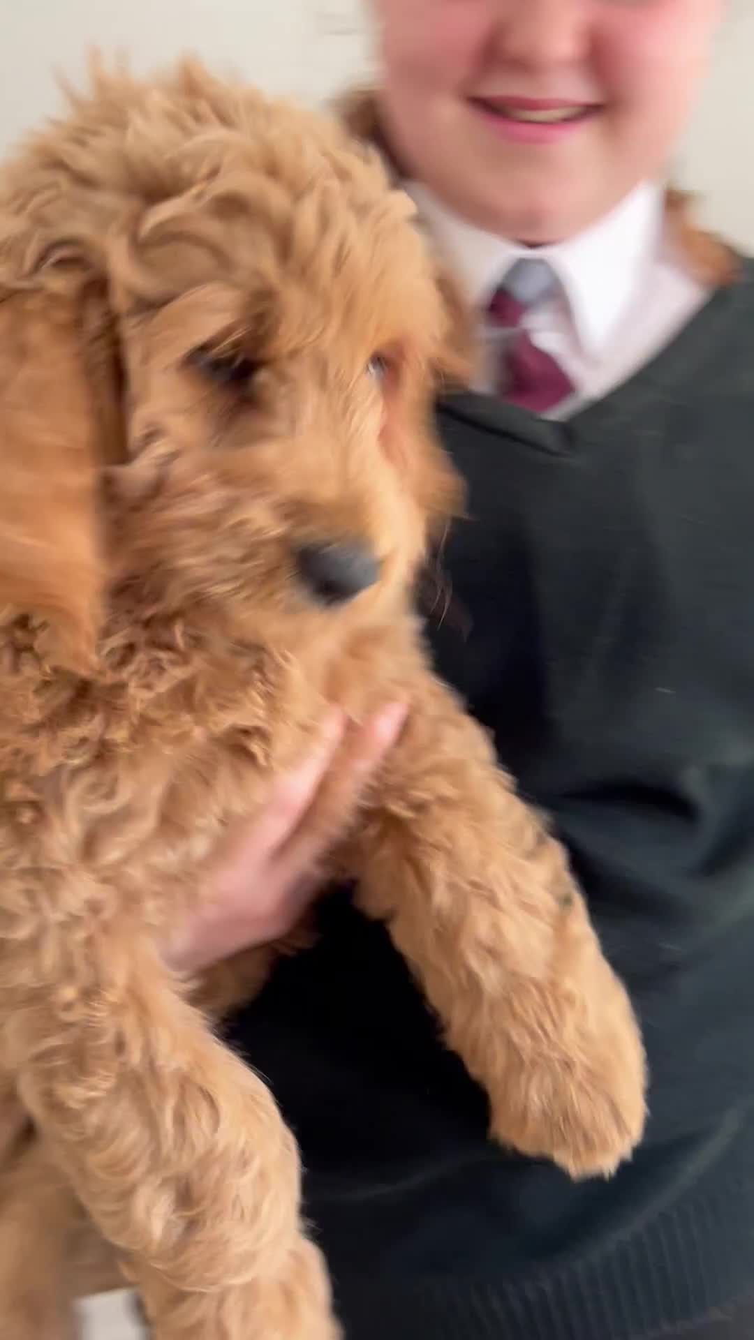 Goldendoodle dogs for sale: 🌟F1B Standard Goldendoodle Puppies in Merthyr Tydfil - Video 1