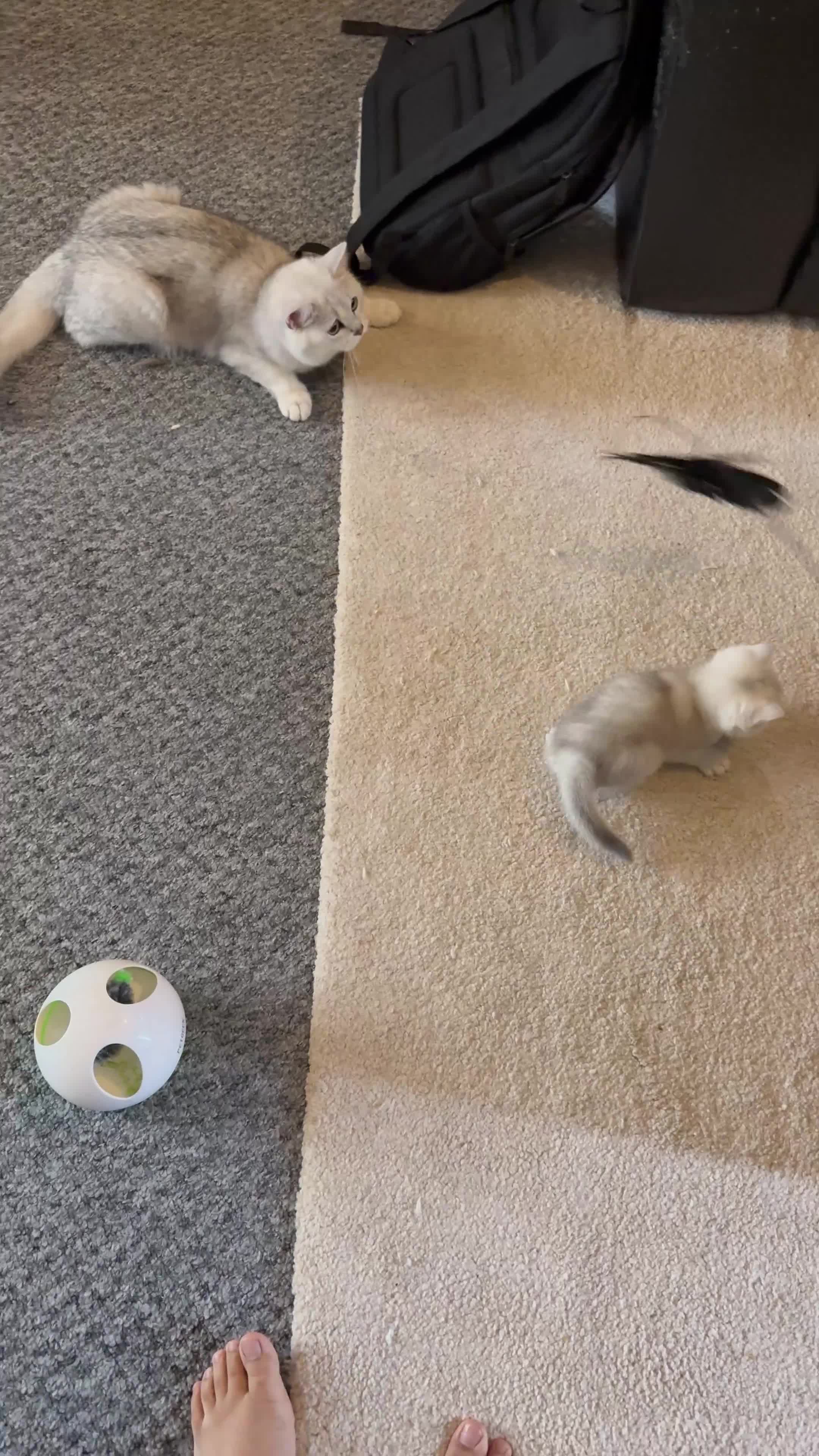 British Shorthair cats for sale: BSH - golden and silverline in Birmingham - Video 2