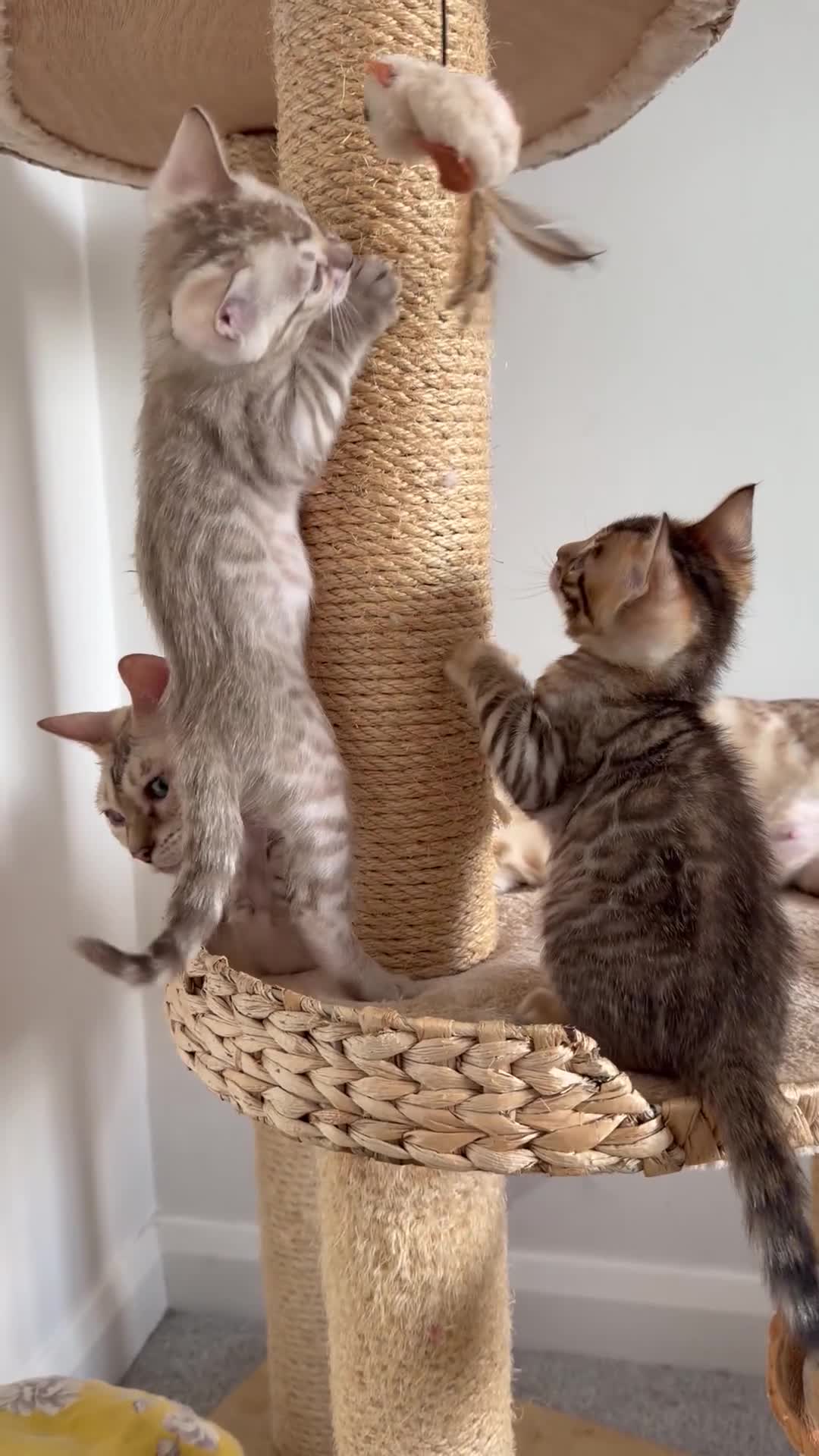 Bengal cats for sale: Pure Bengal Kittens, Ready NOW  - Video 4