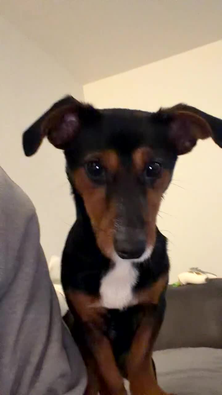 Jackshund dogs for sale: Cooper (jackshund) Jack Russell x dachshund  in Exeter - Video 1
