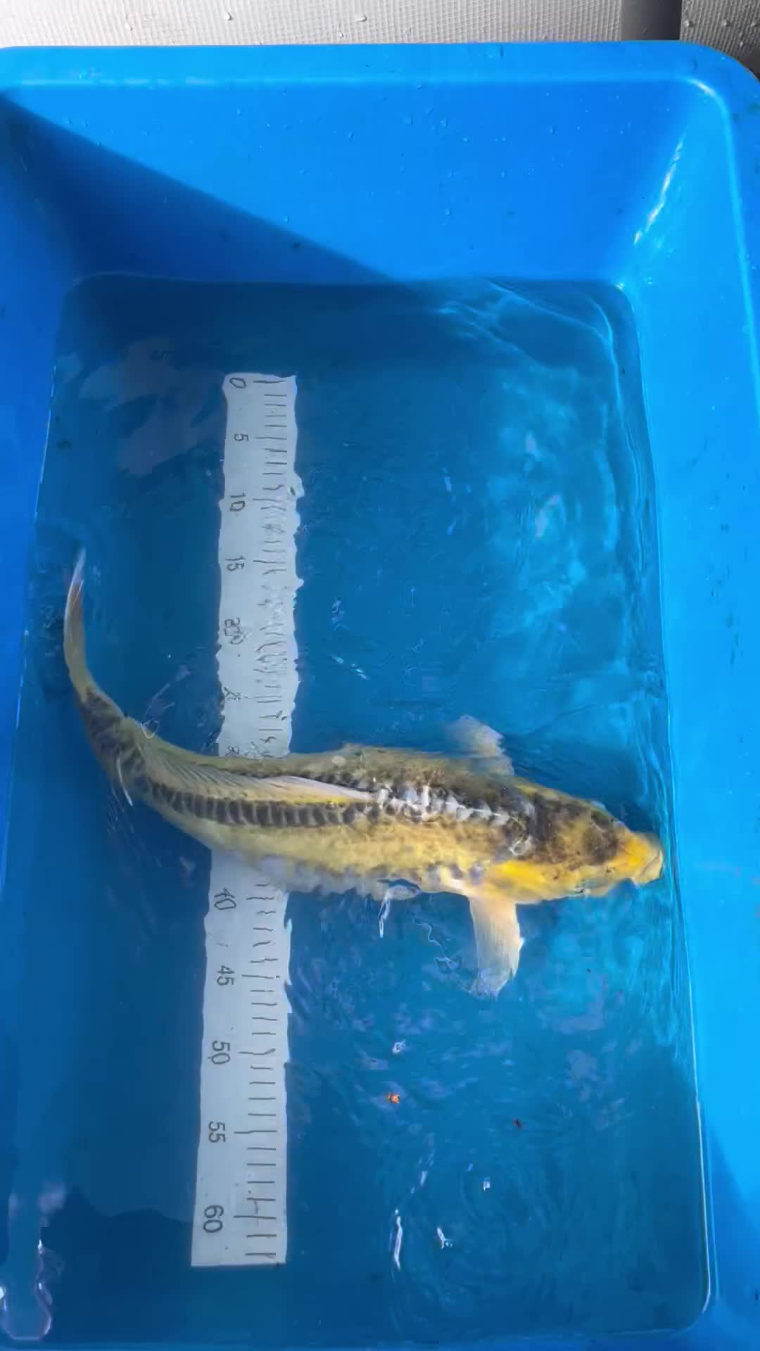 Koi Carp fish for sale: Marudo karashigoi - Video 2
