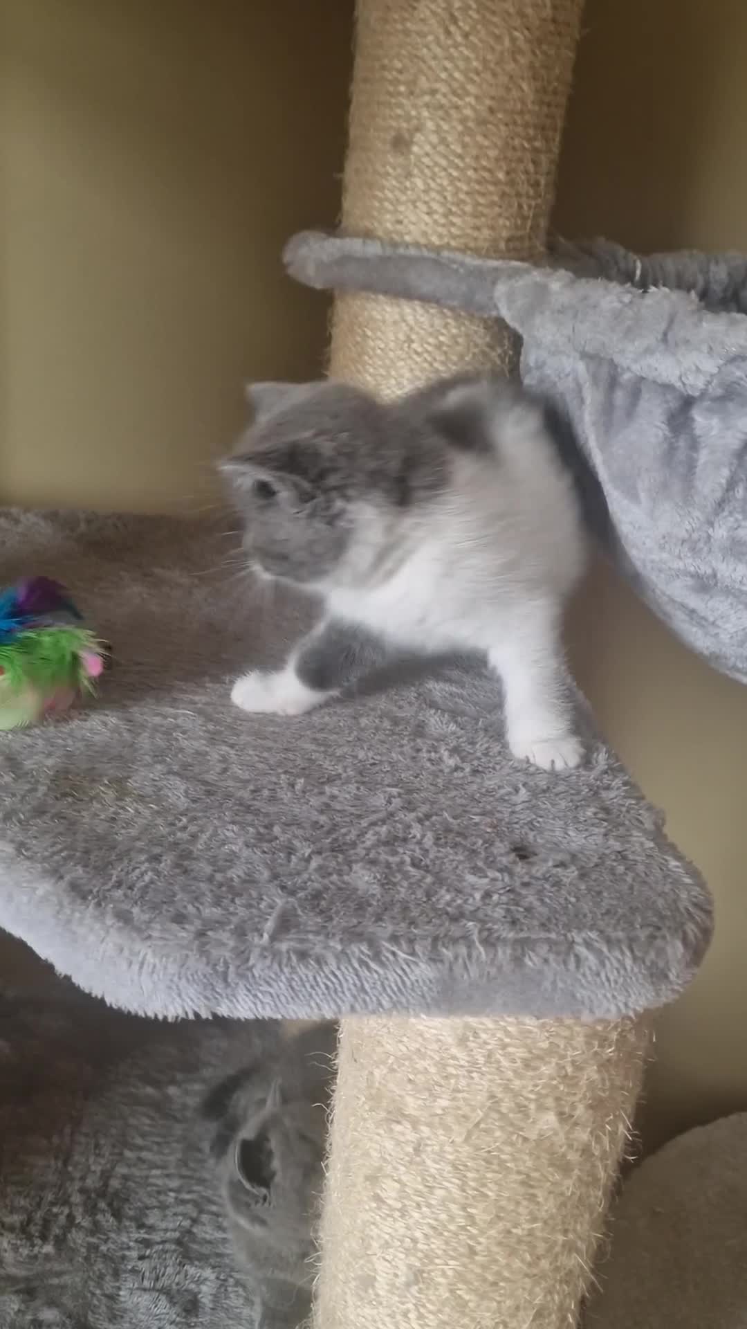 British Shorthair cats for sale: Tica reg British SH LH kittens Champion lines - Video 2