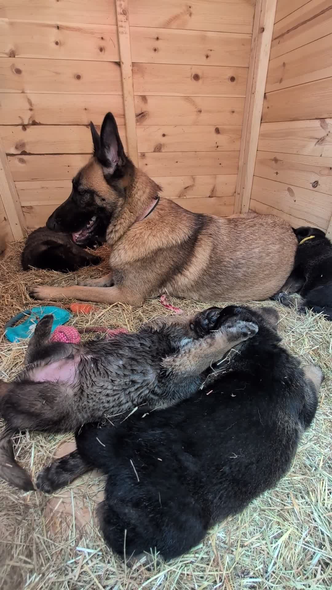 Mixed Breed dogs for sale: 5kg at 5 weeks BIG CAUCASIAN MALINOIS  - Video 1