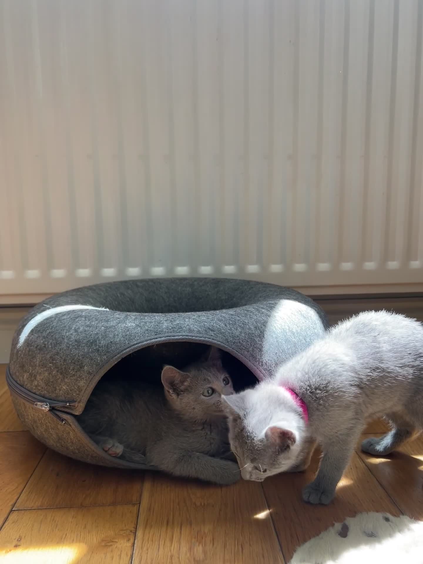 Russian Blue cats for sale: Lost adorable boy leftRussian blue kitten for sale - Video 4