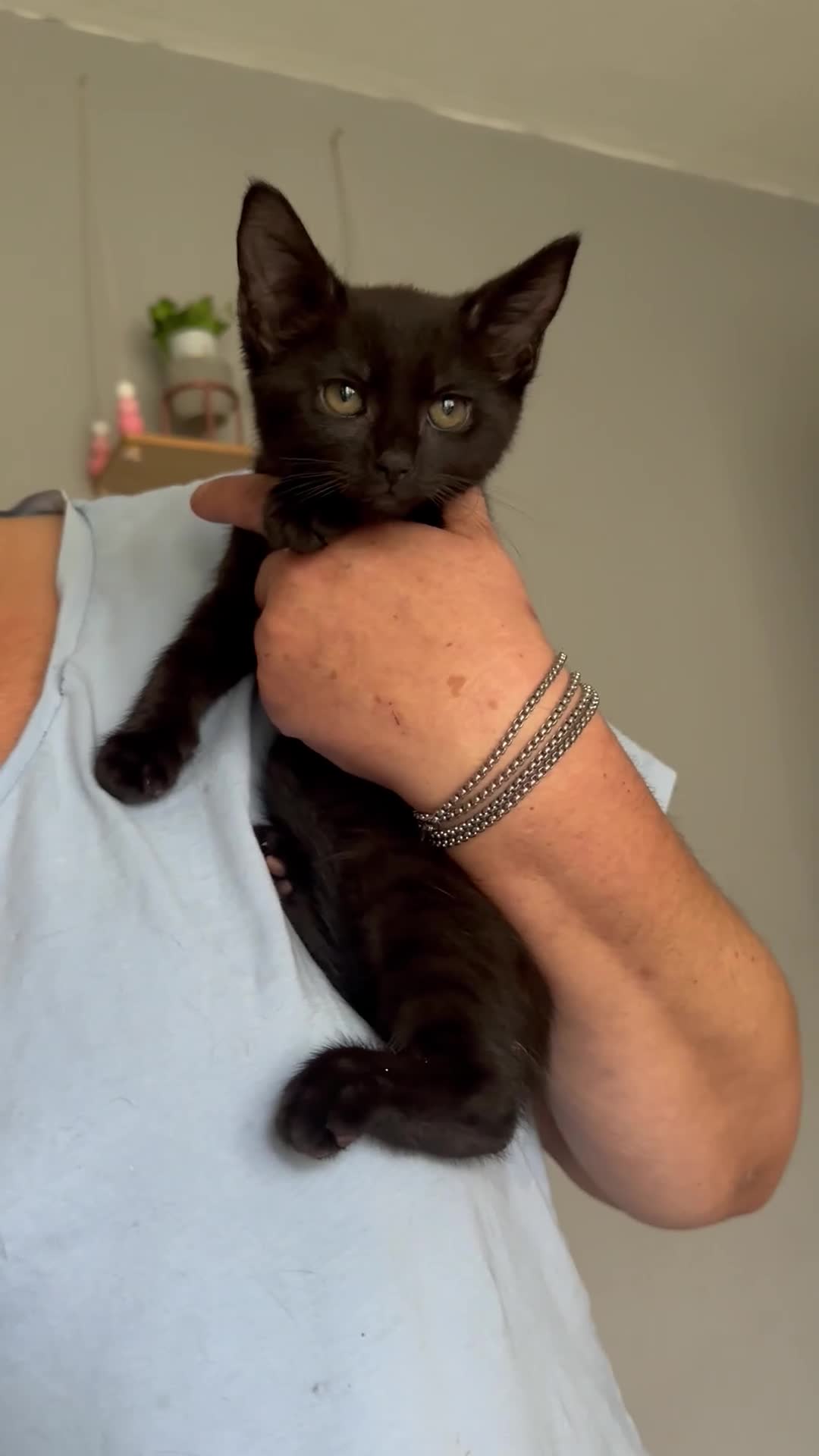 Domestic Shorthair cats for sale: Beautiful kittens ready for their forever homes ❤️ - Video 2