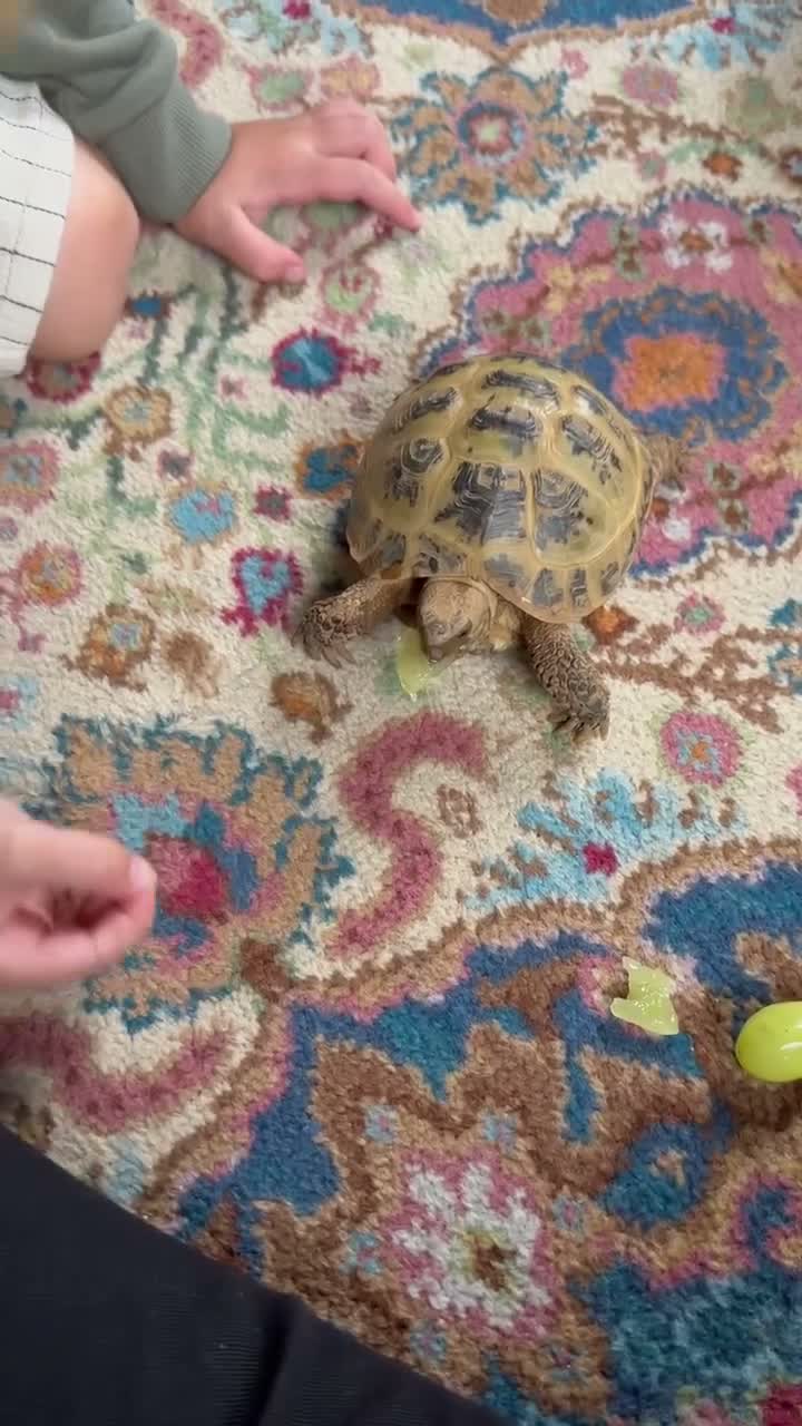 Tortoise reptiles for sale: Taco – 6-Year-Old Horsfield Tortoise 🐢 in Brighouse - Video 1