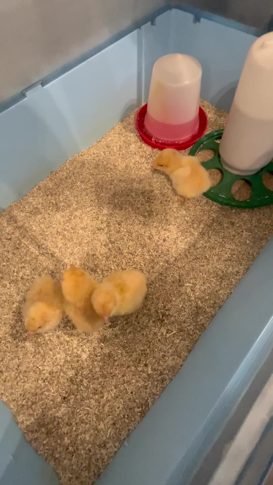 Chickens poultry for sale: Day old buff Orpington Chicks (unsexed)  in Southampton - Video 1