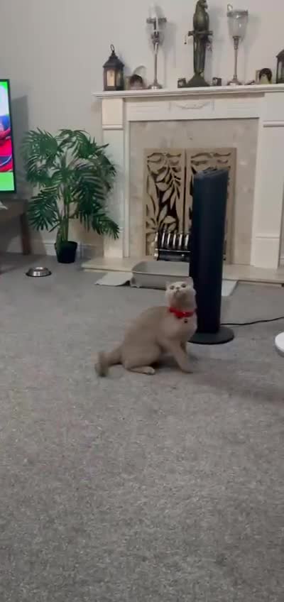 British Shorthair cats for sale: Gorgeous Lilac British Shorthair Female ✨🐾💜 - Video 1