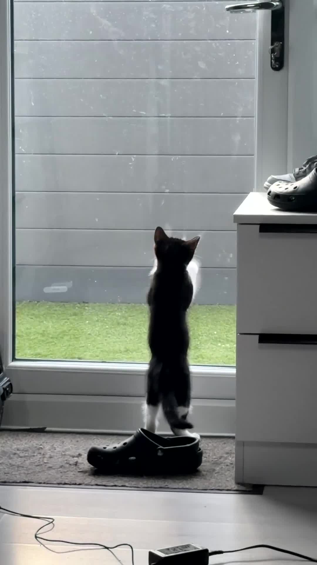 British Shorthair cats for sale: Beautiful tuxedo boy ready to go  - Video 2