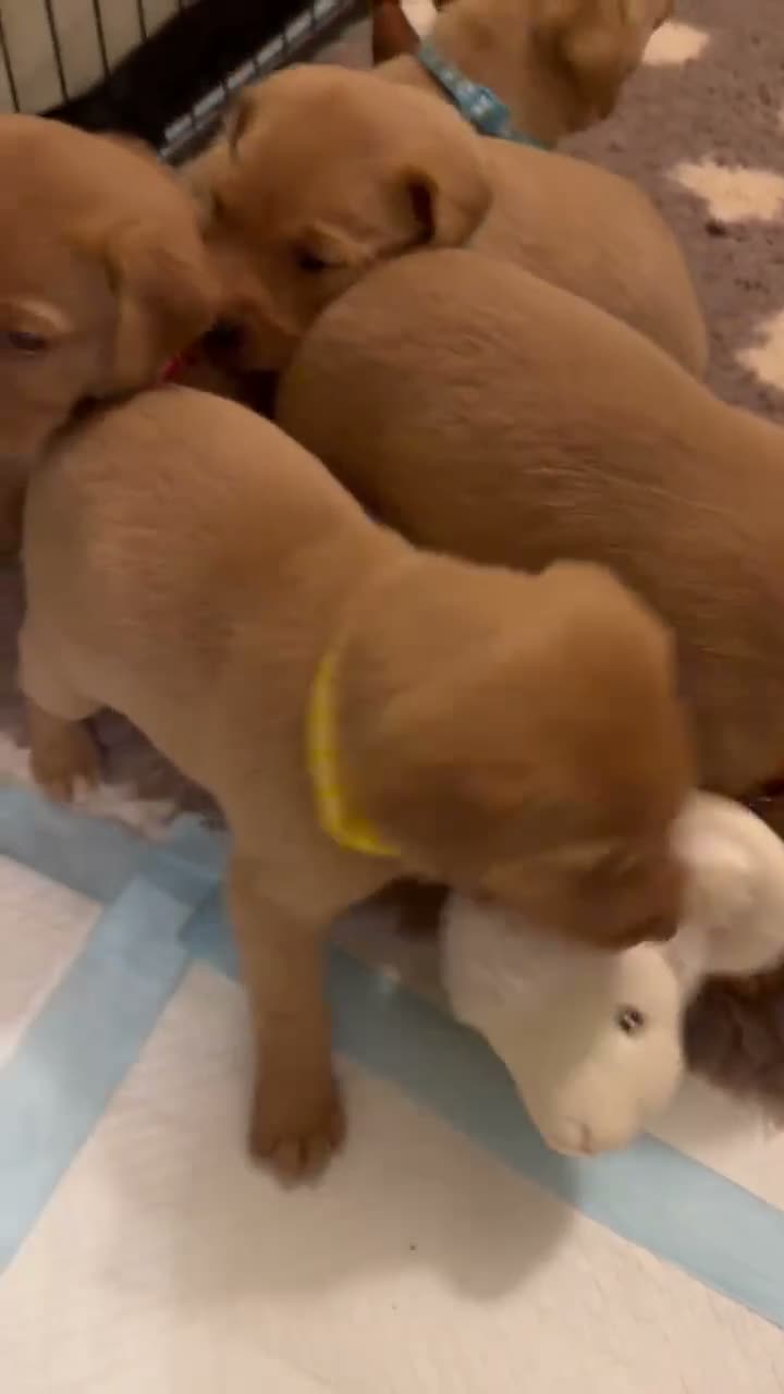 Labrador Retriever dogs for sale: Fox red/yellow Labrador puppies - Video 1