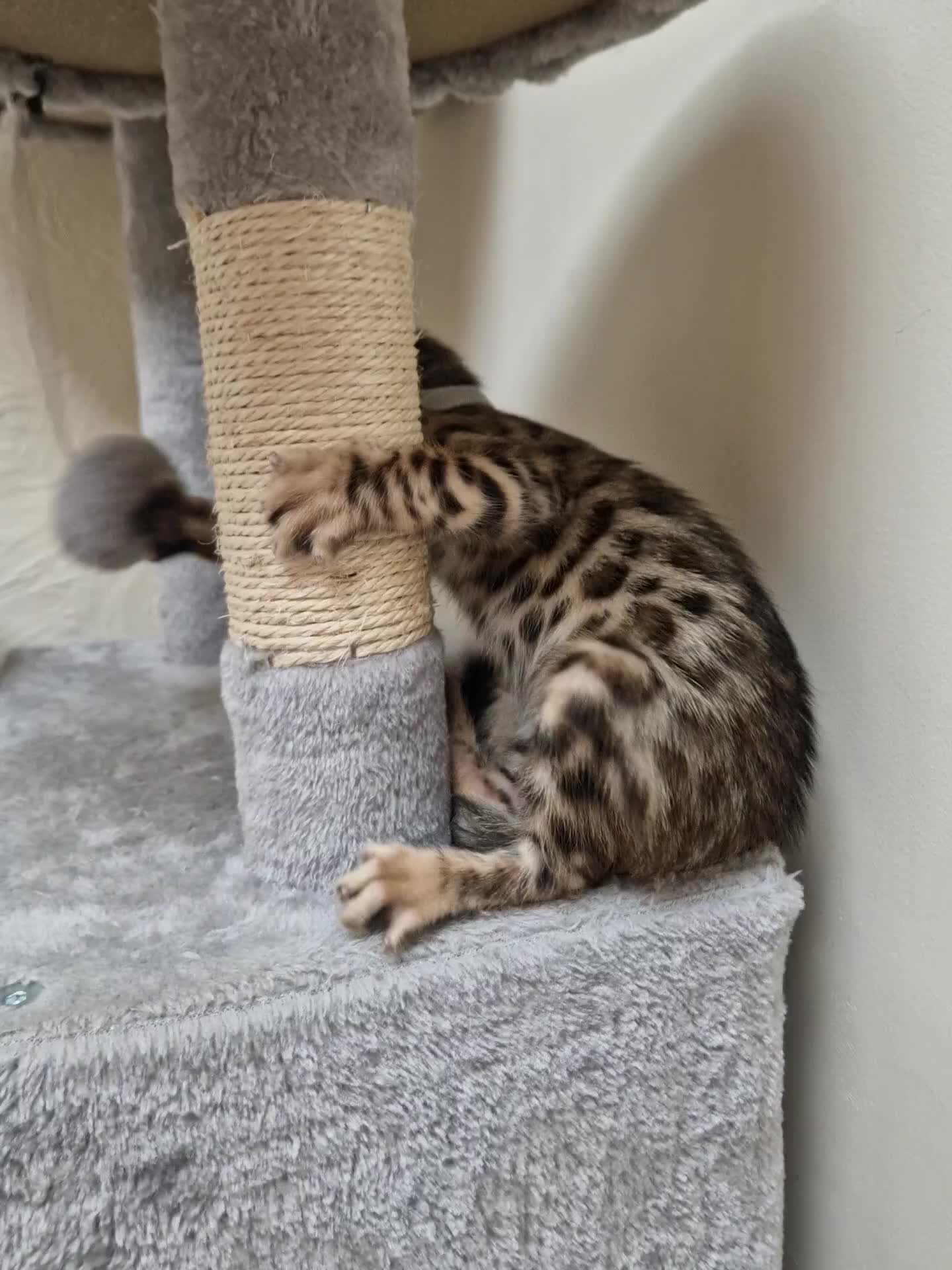Bengal cats for sale: Pure Bred Male Bengal Kitten READY NOW - Video 1