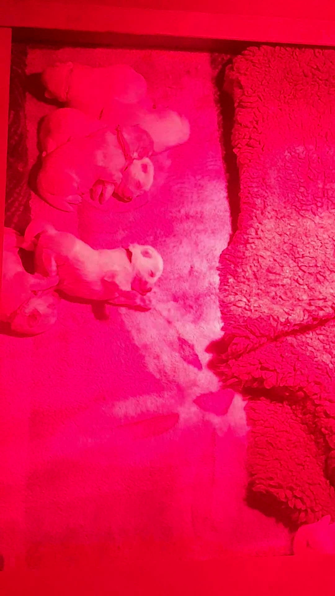 Samoyed dogs for sale: KC reg. Samoyed puppies with champ bloodline  - Video 1