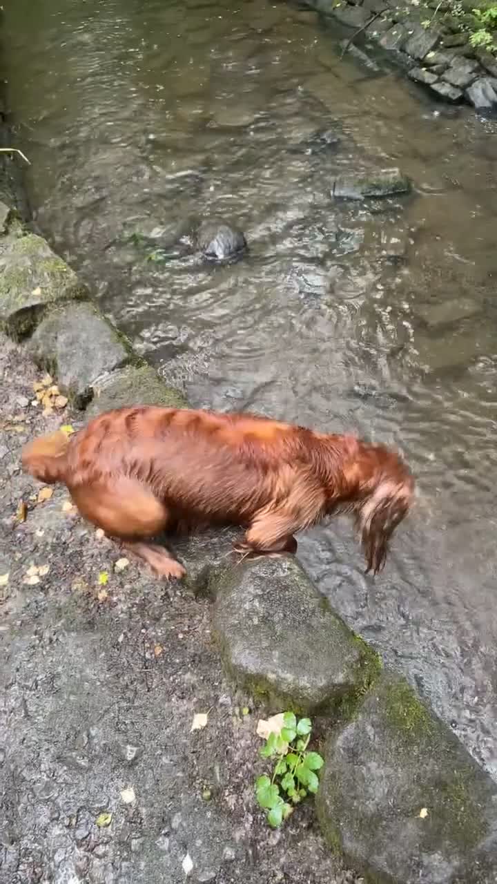 Cocker Spaniel dogs for stud: Beautiful unproven working cocker for stud  - Video 1