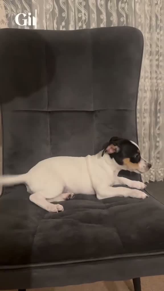 Jack Russell dogs for sale: Jack Russell  in Chigwell - Video 1