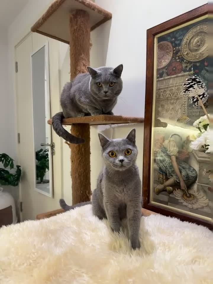 British Shorthair cats for sale: TICA registered purebreed BritishShorthair Kittens - Video 2