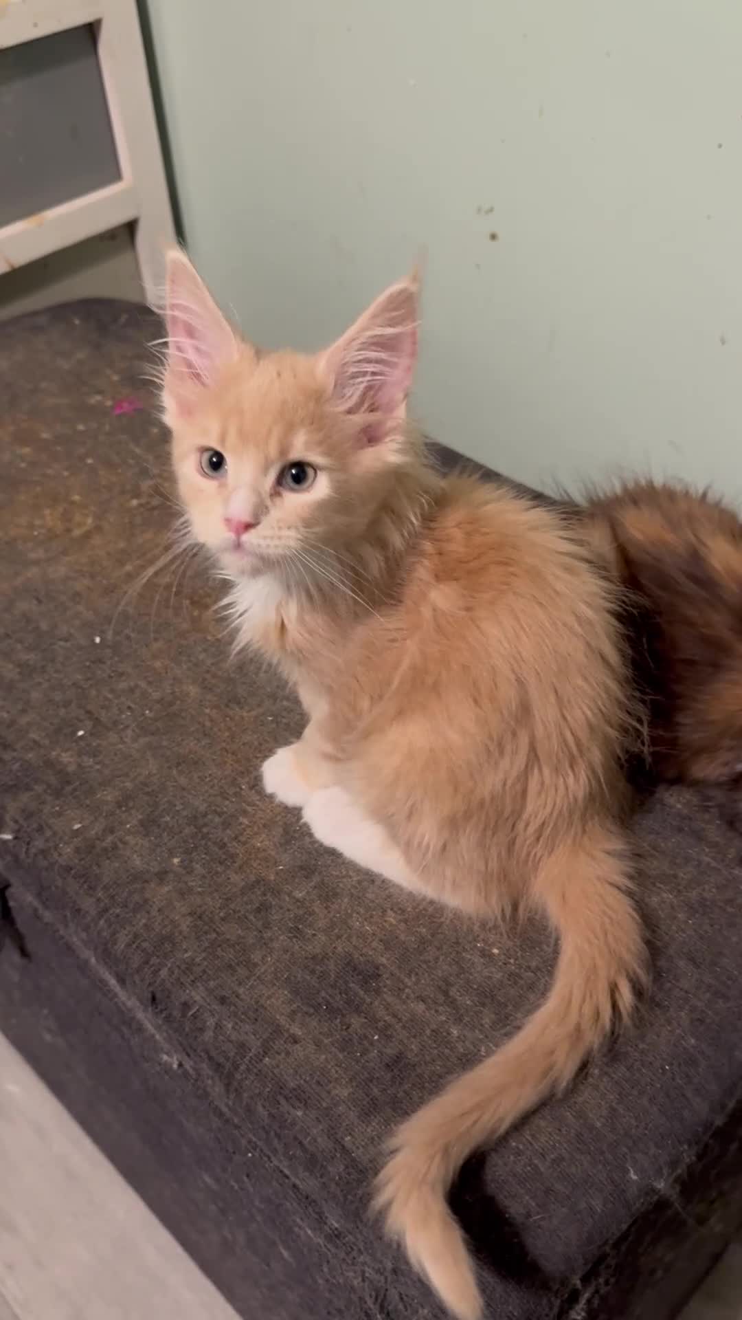 Maine Coon cats for sale: GCCF REGISTERED PEDIGREE  READY TO LEAVE HOME NOW  - Video 3