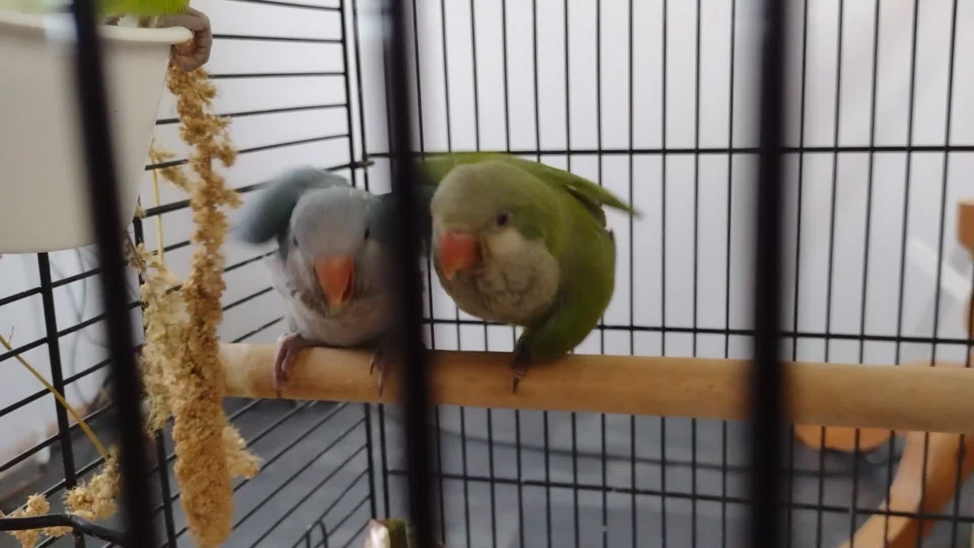 Parakeets birds for sale: Beautiful Hand Reared Quaker Parakeet babies 9 wks - Video 1