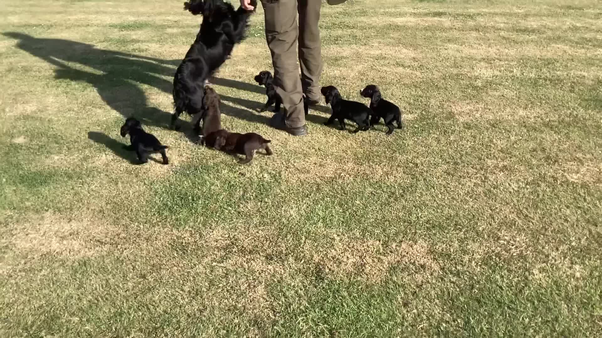 Cocker Spaniel dogs for sale: Cocker Spaniels, KC reg, Health Tested parents  - Video 1