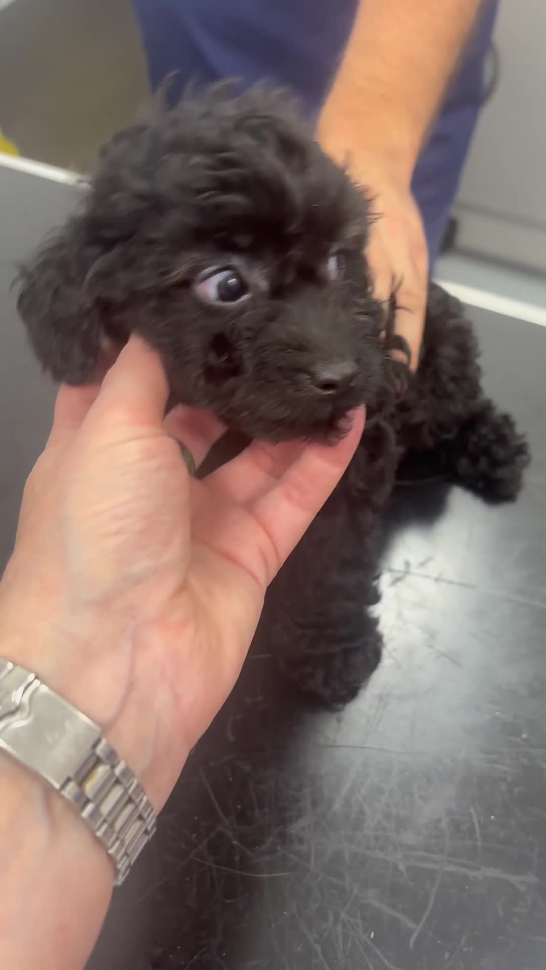 Cavapoo dogs for sale: ⭐️6 CAVAPOO’S Ready Now in CHESHIRE⭐️ - Video 2