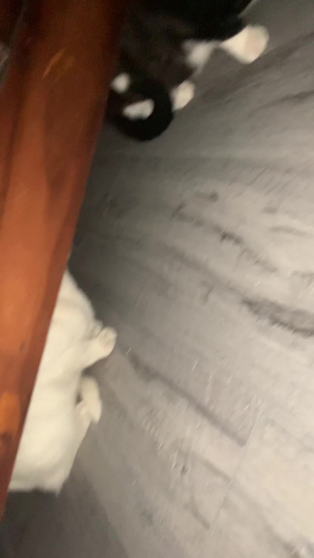 Mixed Breed cats for sale: Male cat in Dudley - Video 1