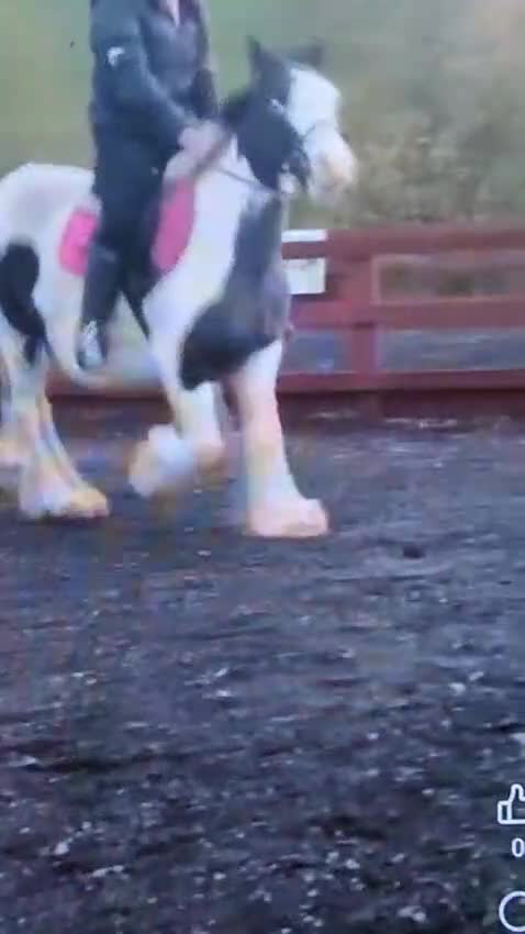 Irish Cob horses for sale: 13,2 Irish cob mare ( in foal) - Video 2