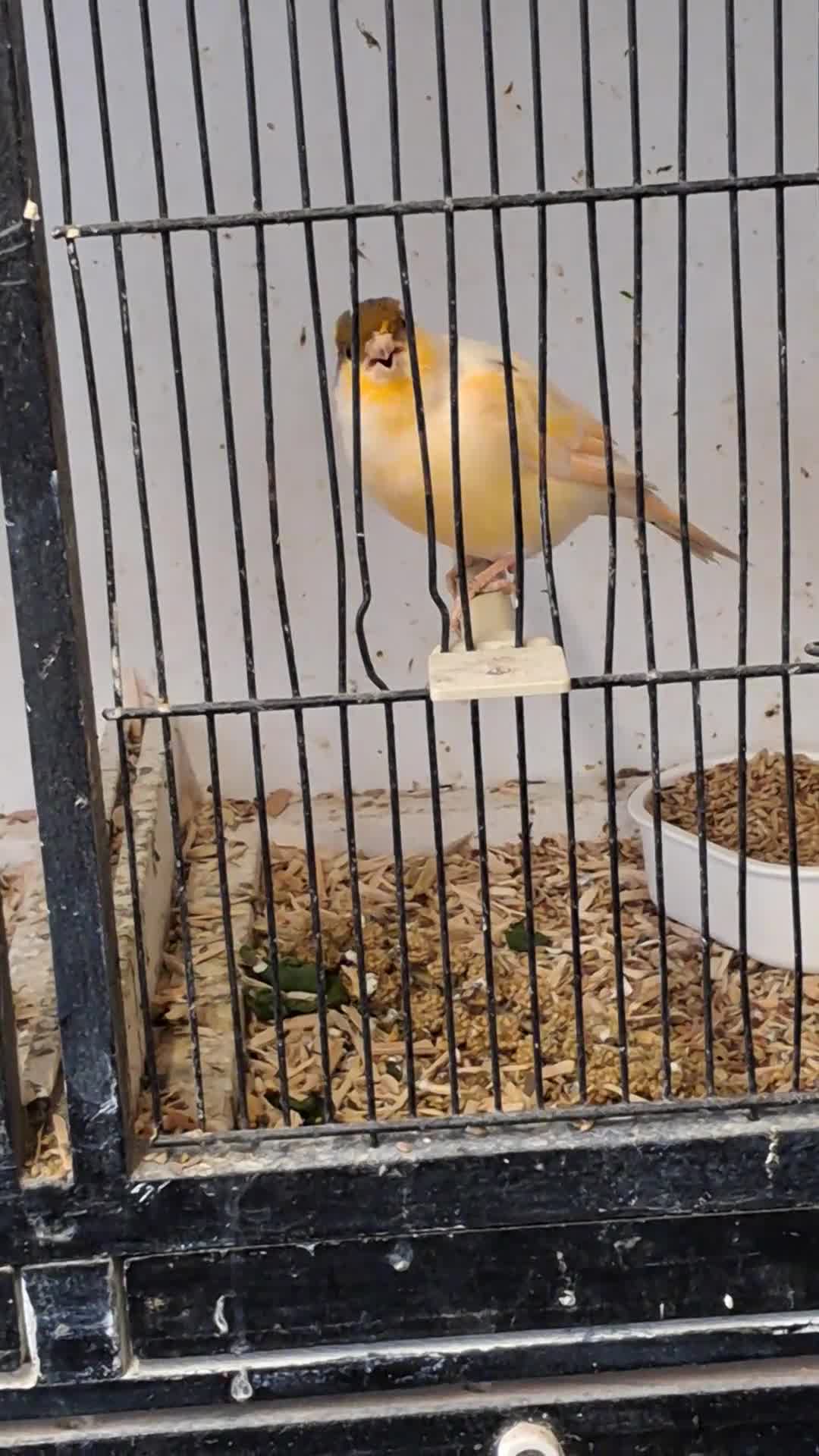 Canaries birds for sale: CANARIES and Budgies  - Video 1