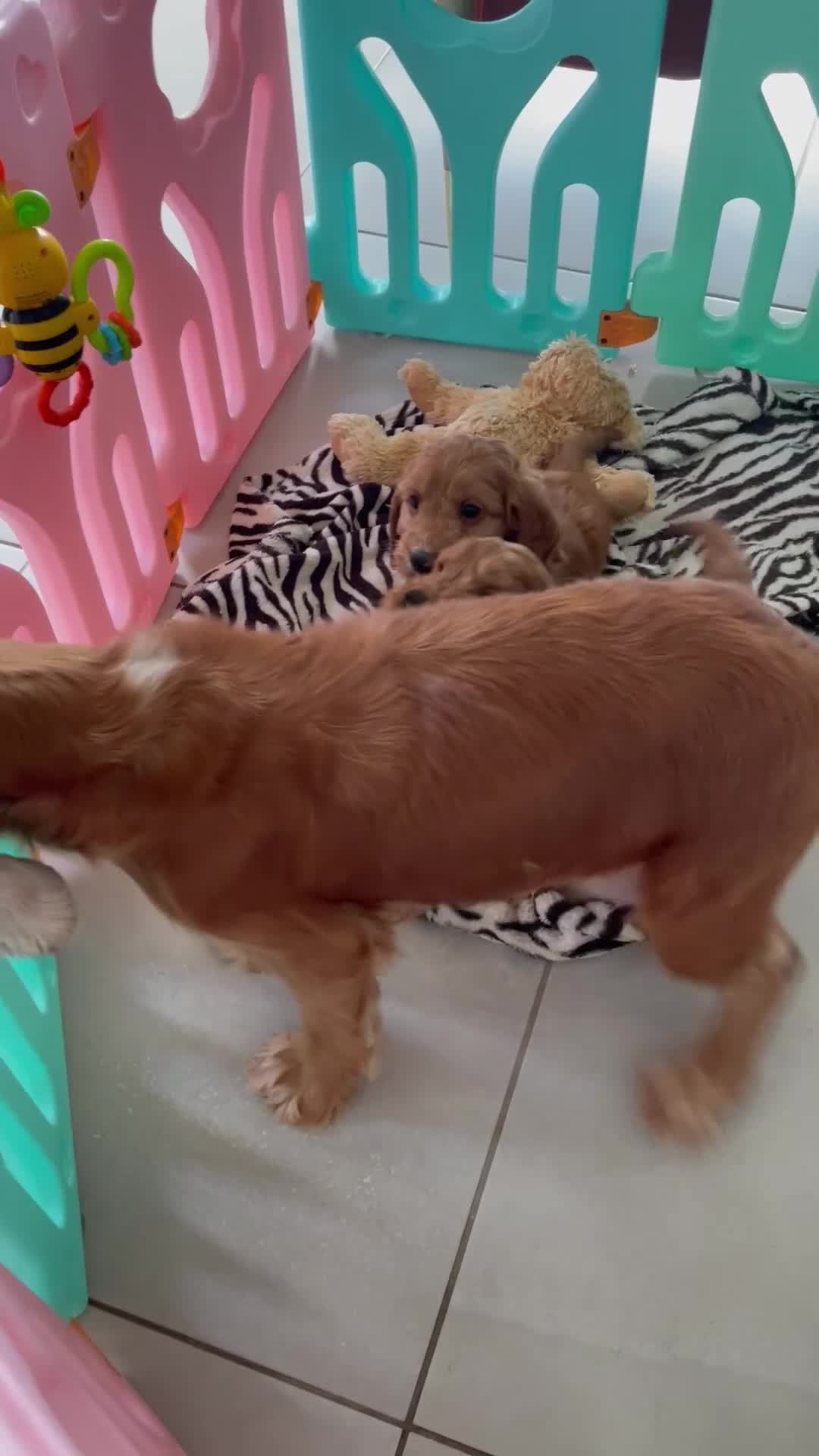 Cockapoo dogs for sale: F1 MINIATURE COCKAPOO PUPPIES DNA HEALTH TESTED  - Video 1